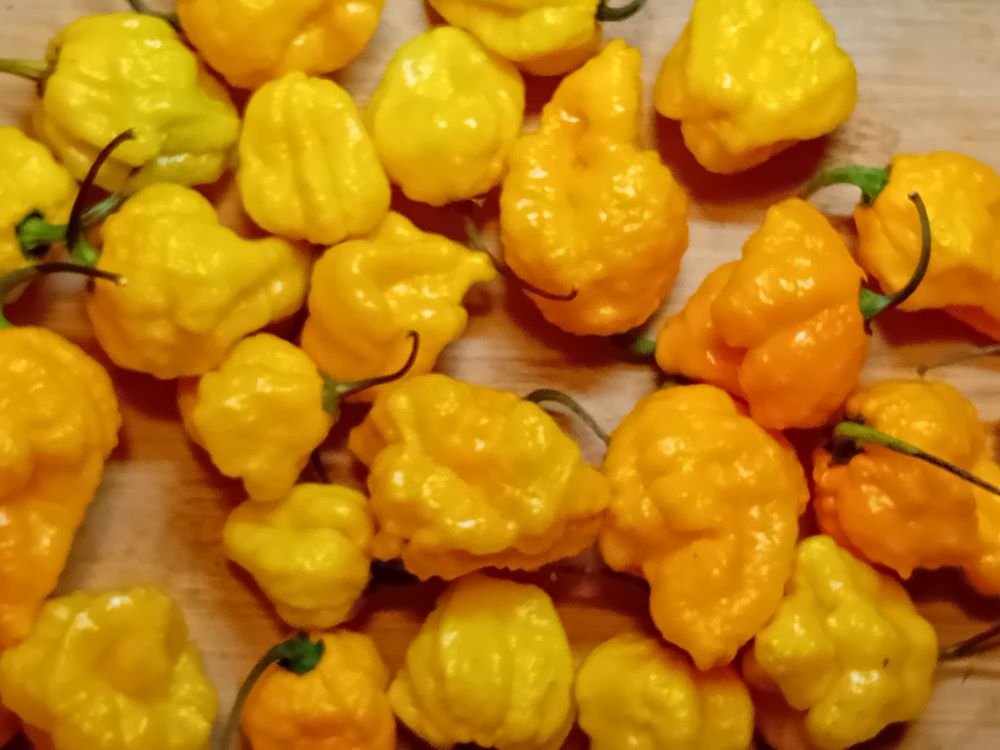 Seminţe Ardei - MA Wartryx Yellow