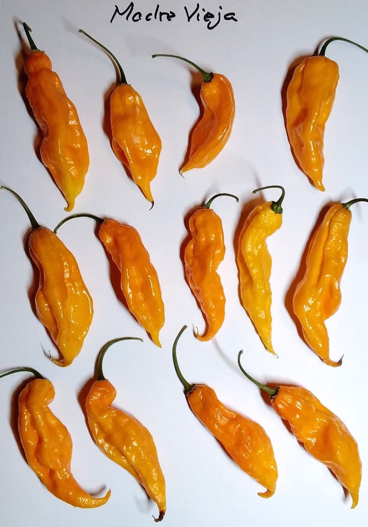 Seminţe Ardei - Madre Vieja