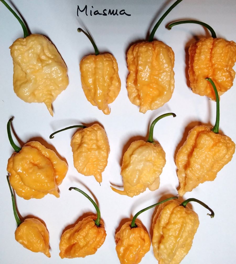 Seminţe Ardei - Miasma