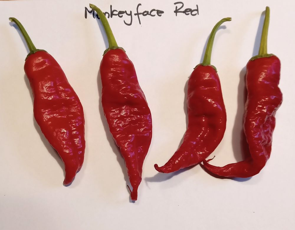 Seminţe Ardei - Monkey Face Red