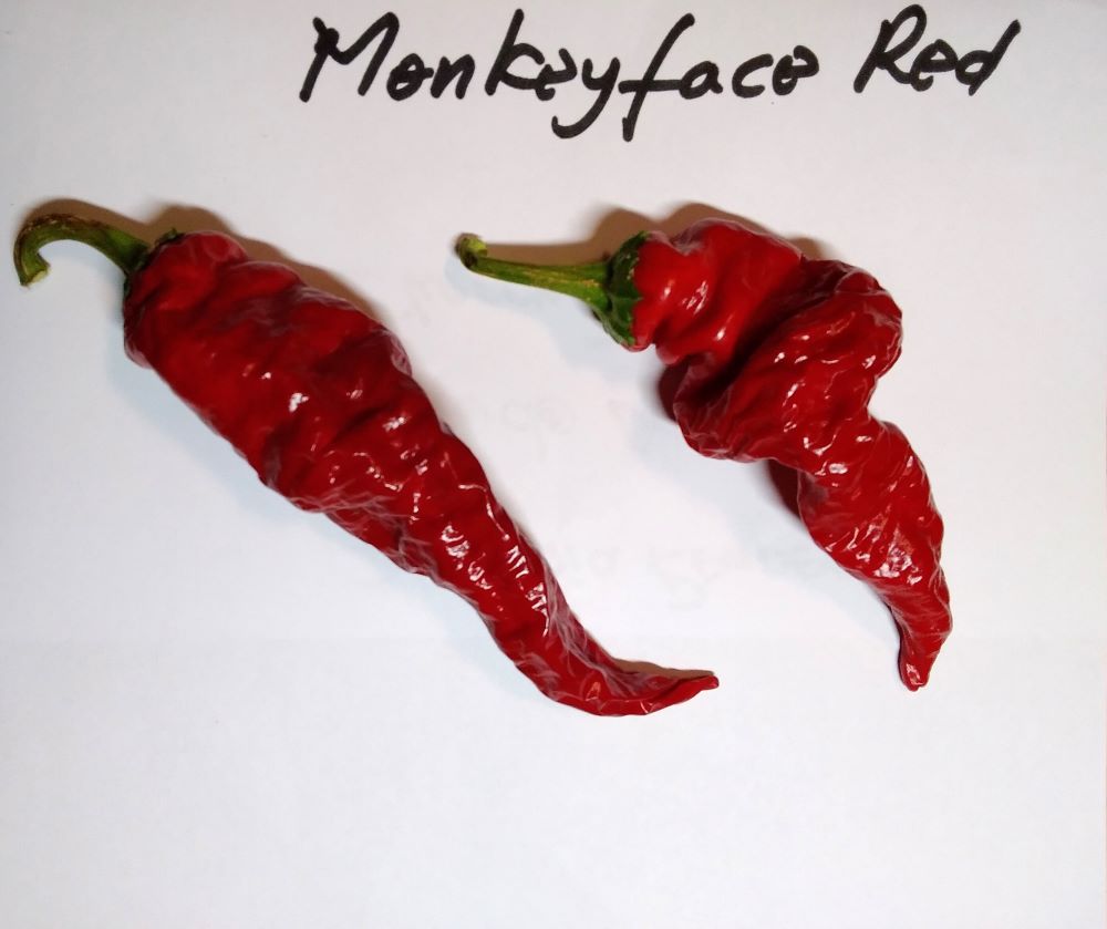 Seminţe Ardei - Monkey Face Red