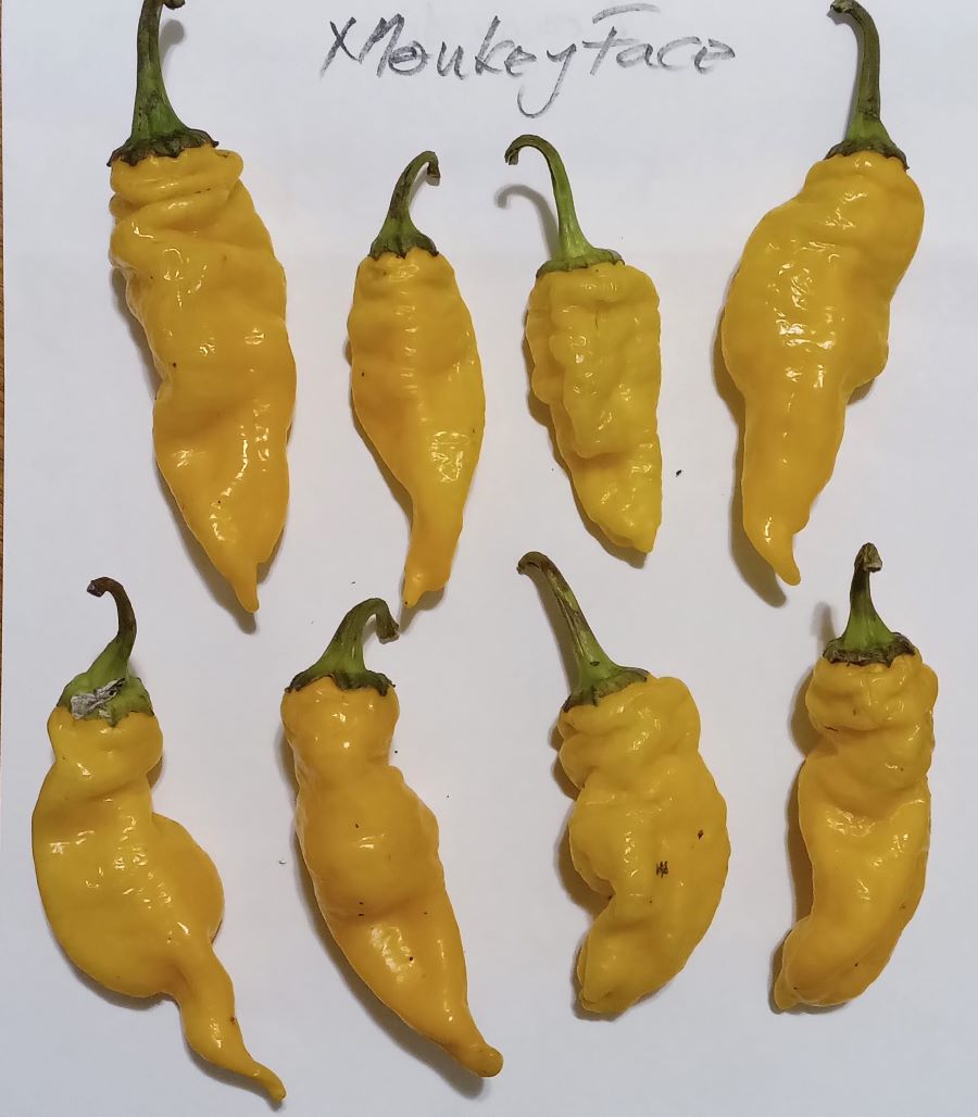 Seminţe Ardei - Monkey Face Yellow