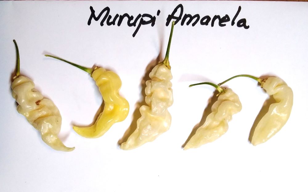 Seminţe Ardei - Murupi Amarela