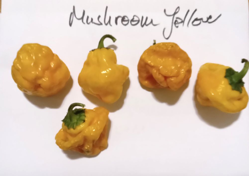 Seminţe Ardei - Mushroom Yellow