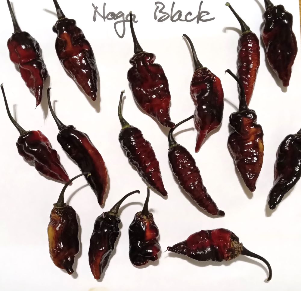 Seminţe Ardei - Naga Black Multicolor