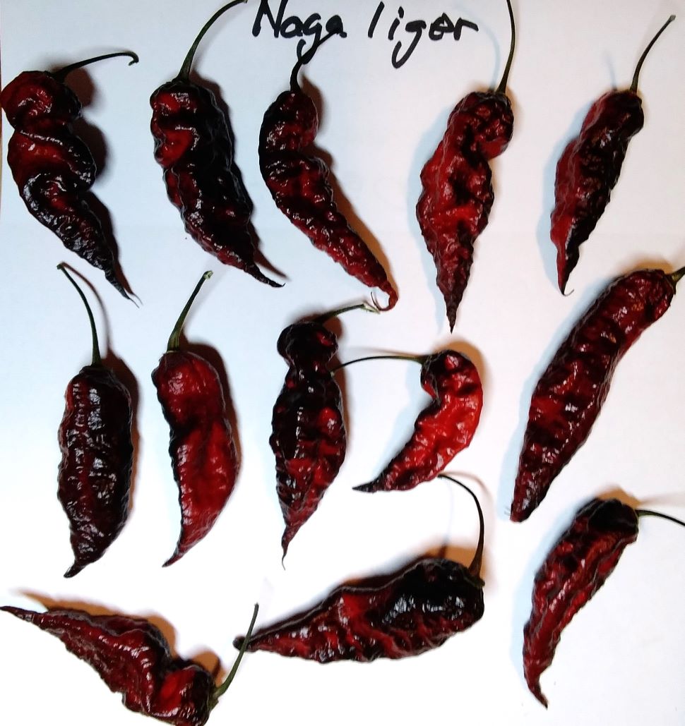 Seminţe Ardei - Naga Tiger DD