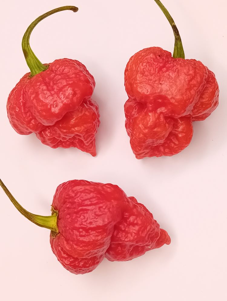 Seminţe Ardei - Naga Viper