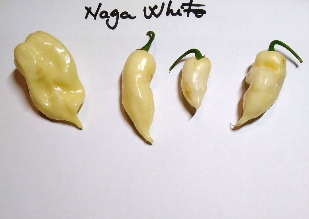 Seminţe Ardei - Naga White