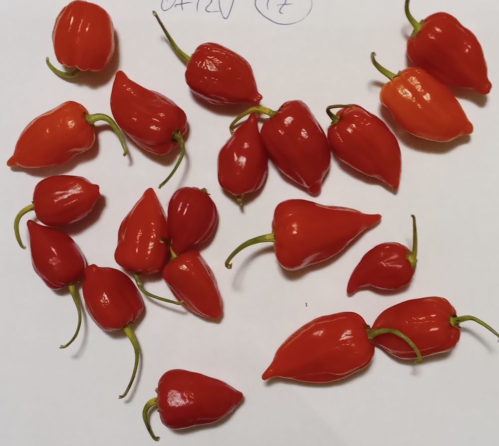 Seminţe Ardei - Nagabon