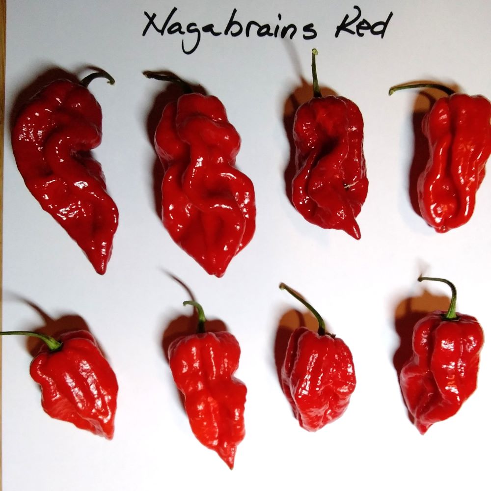 Seminţe Ardei - Nagabrains Red