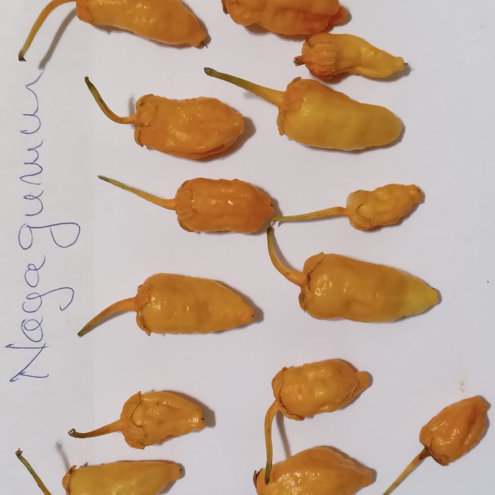 Seminţe Ardei - Nagagum Peach