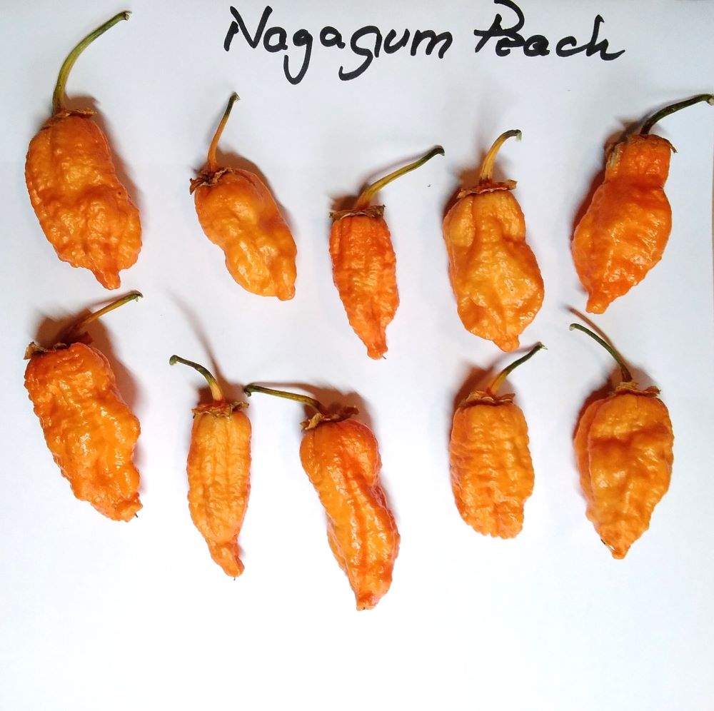 Seminţe Ardei - Nagagum Peach