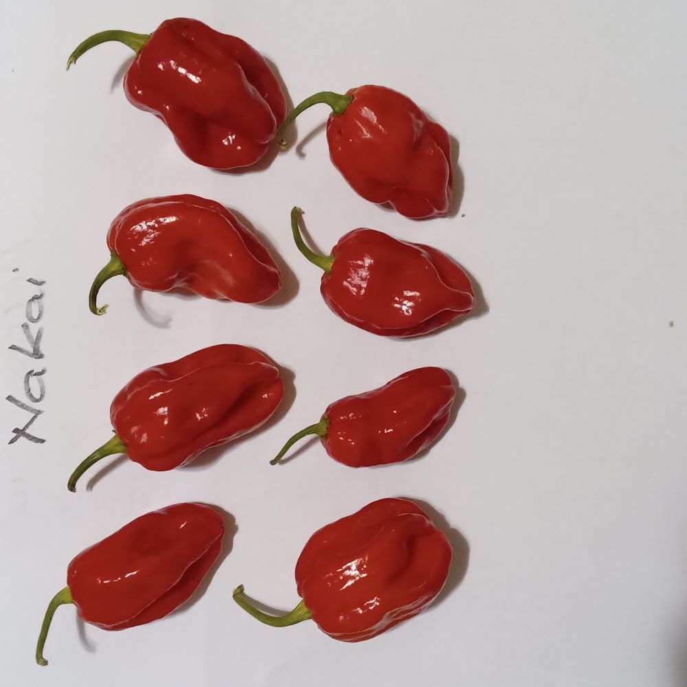 Seminţe Ardei - Nakai