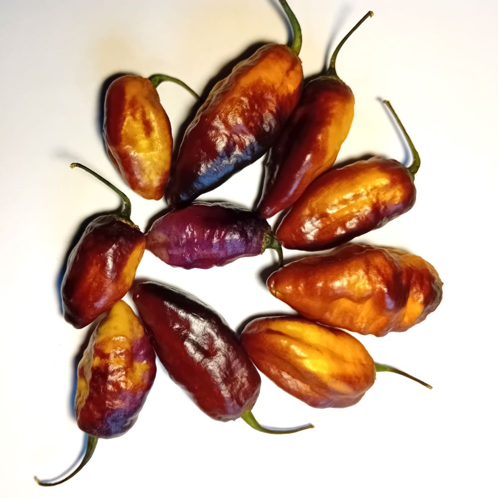 Pepper Seedling - Hurt Berry