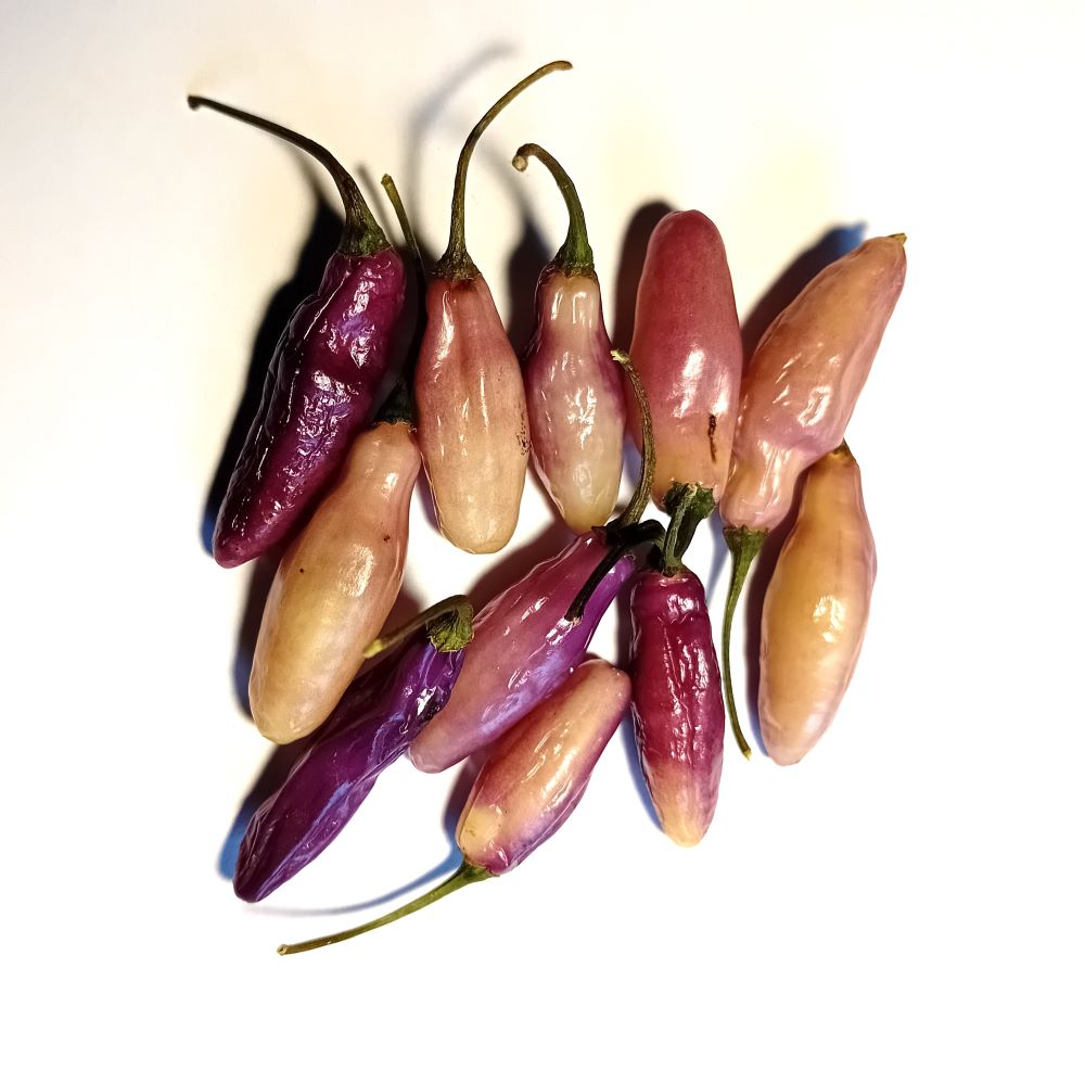 Seminţe Ardei - Neyde White Bullet