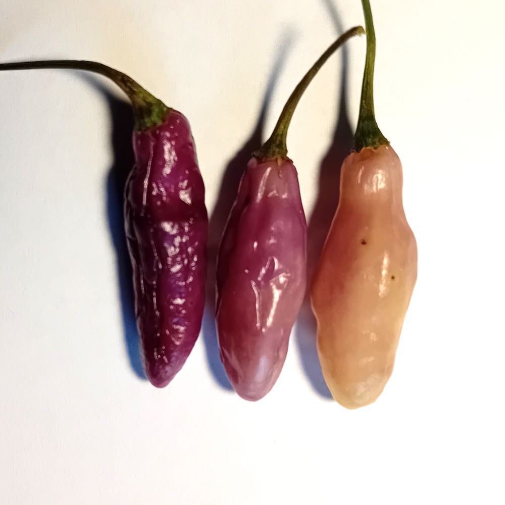 Seminţe Ardei - Neyde White Bullet