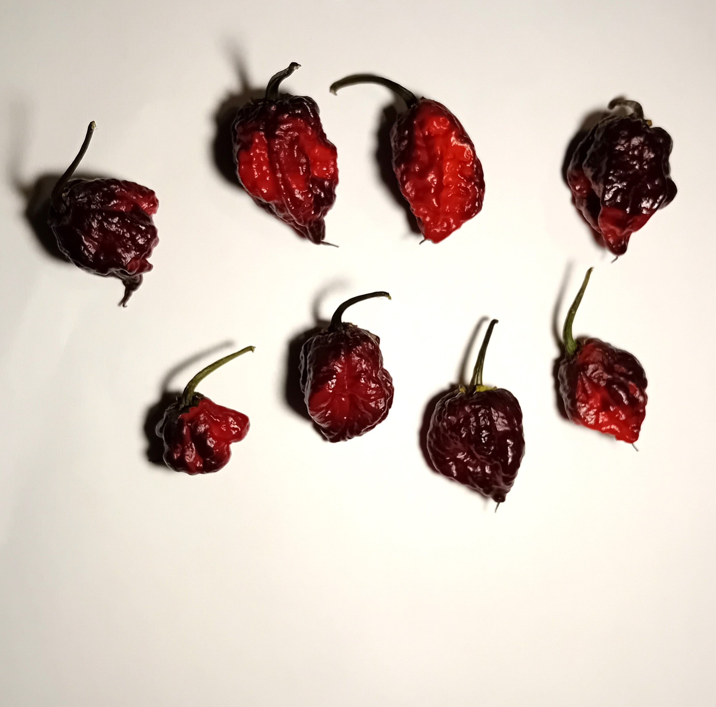 Seminţe Ardei - Orion