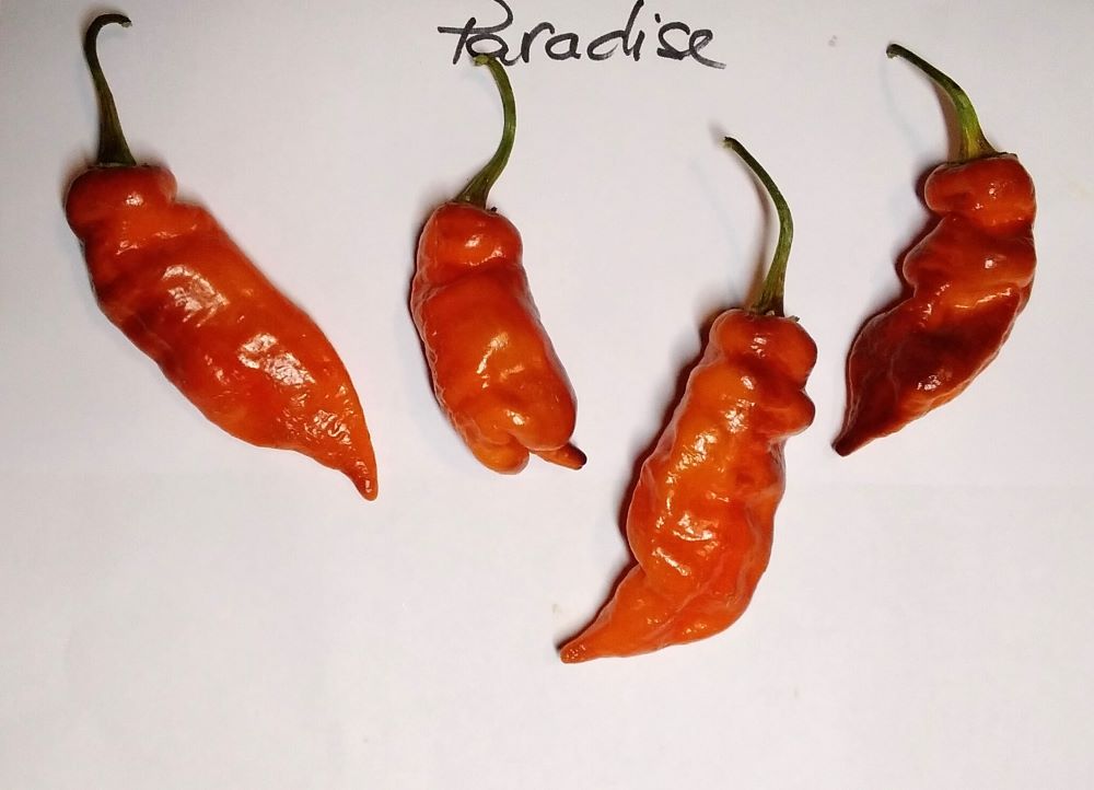 Seminţe Ardei - Paradise