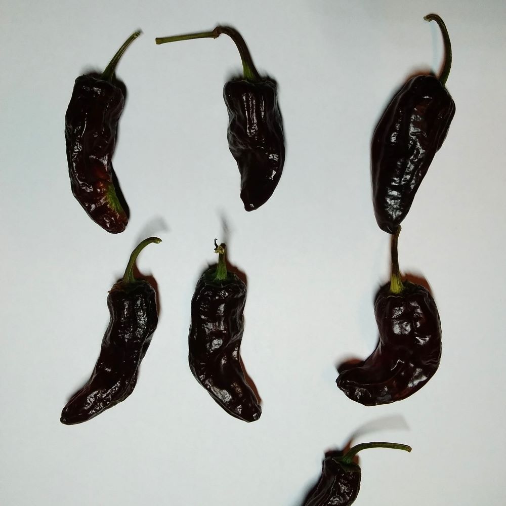 Seminţe Ardei - Pasilla Bajio