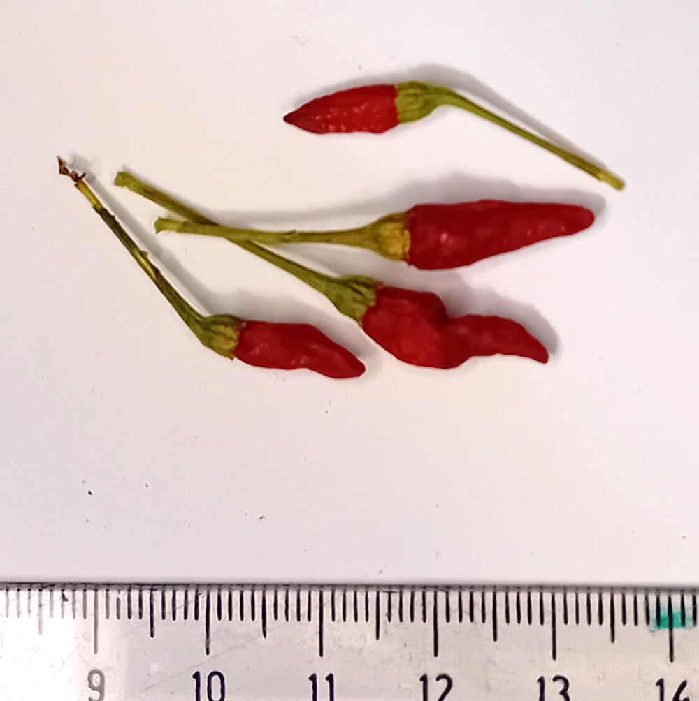 Seminţe Ardei - Peri Peri