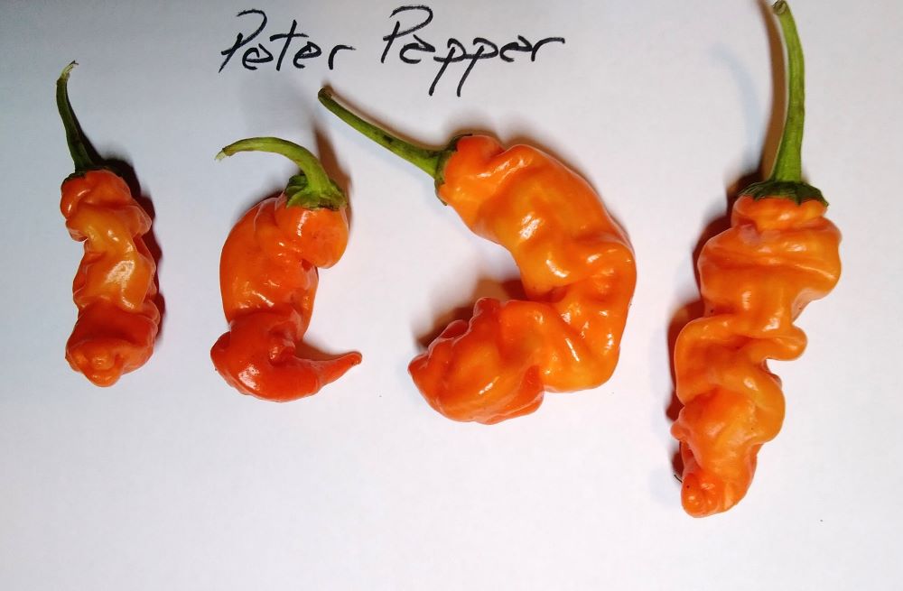 Seminţe Ardei - Peter Pepper Orange