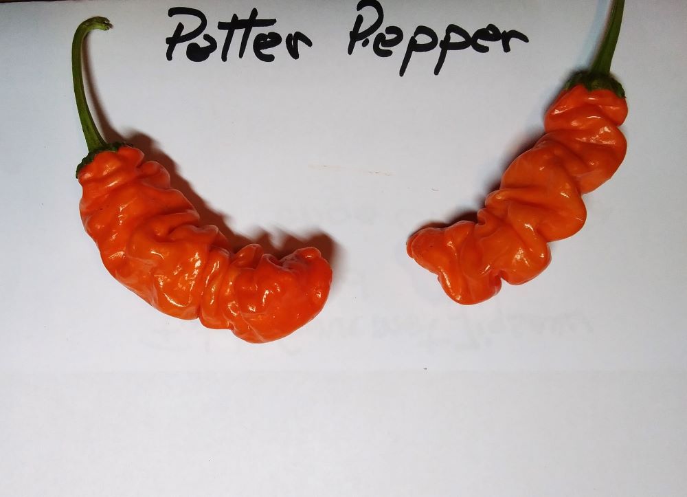 Seminţe Ardei - Peter Pepper Orange