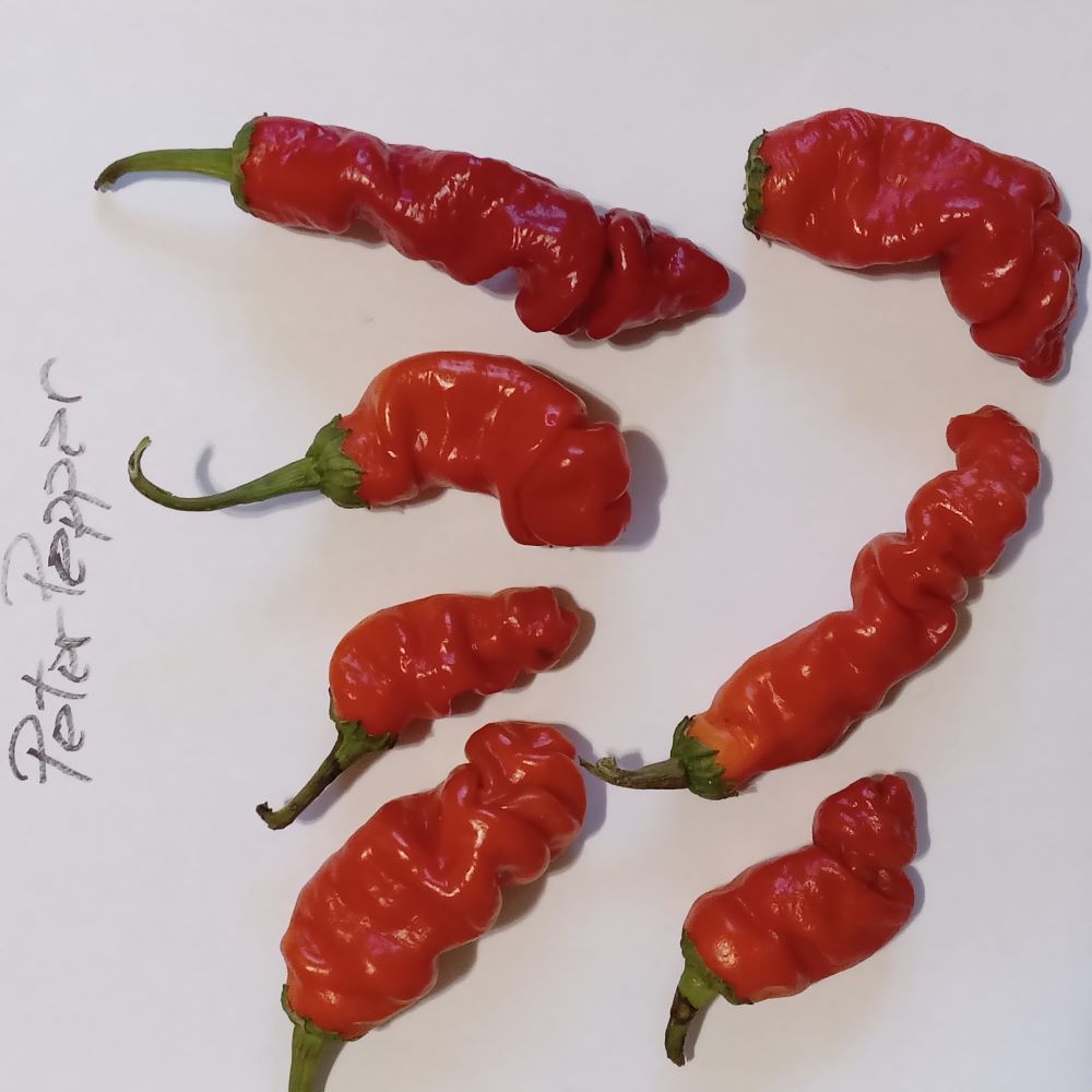 Seminţe Ardei - Peter Pepper Red