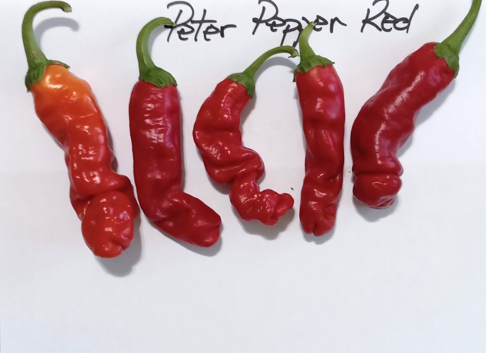 Seminţe Ardei - Peter Pepper Red