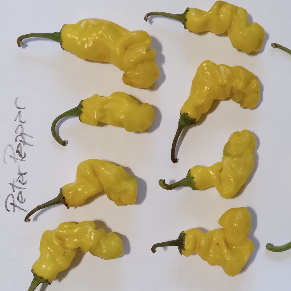 Seminţe Ardei - Peter Pepper Yellow