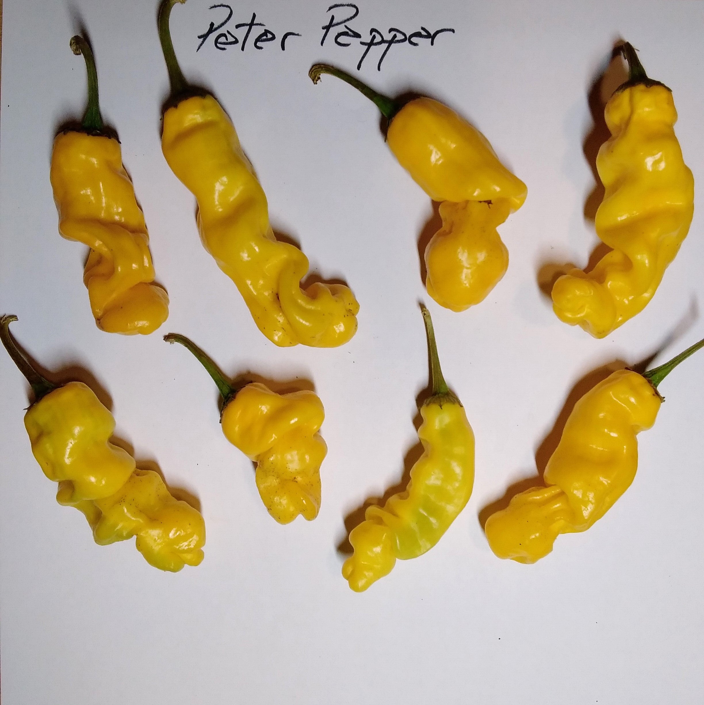 Seminţe Ardei - Peter Pepper Yellow