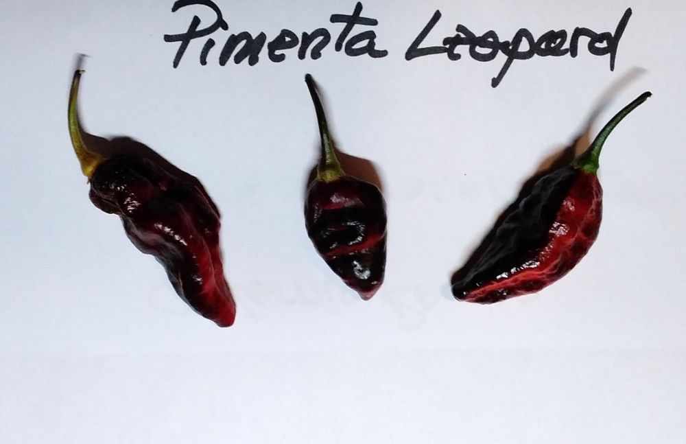 Seminţe Ardei - Pimenta Leopard