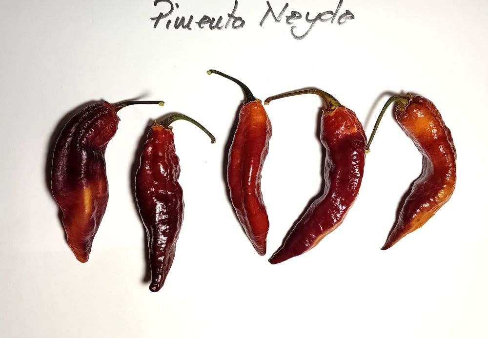 Seminţe Ardei - Pimenta Neyde