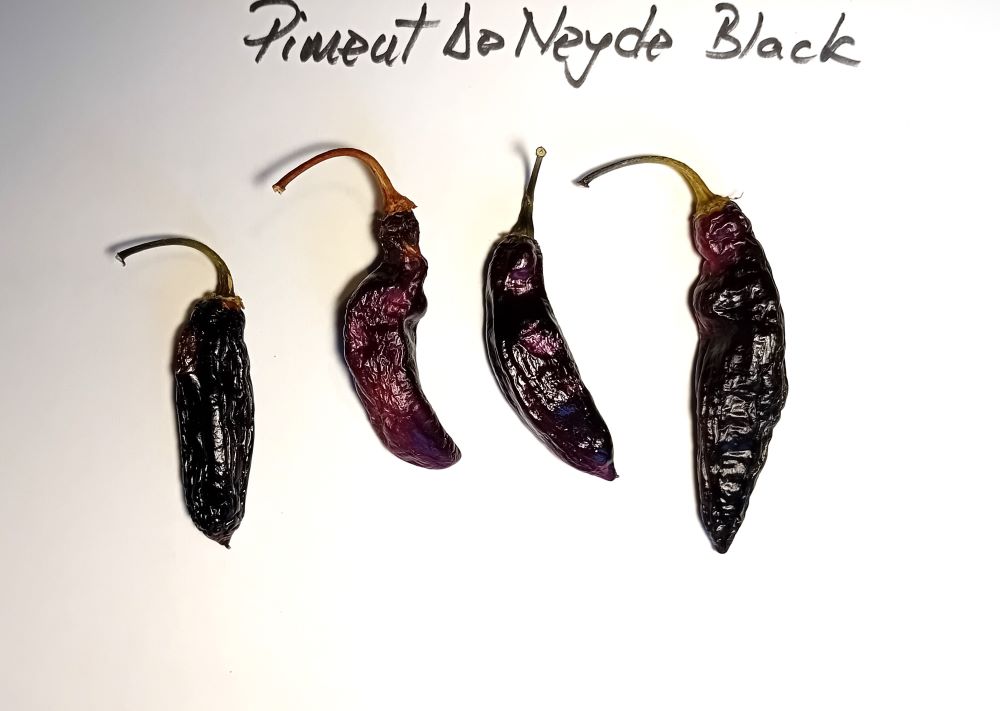 Seminţe Ardei - Pimenta Neyde Black