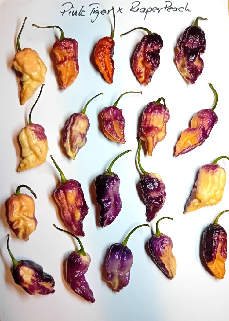 Seminţe Ardei - Pink Tiger X Reaper Peach