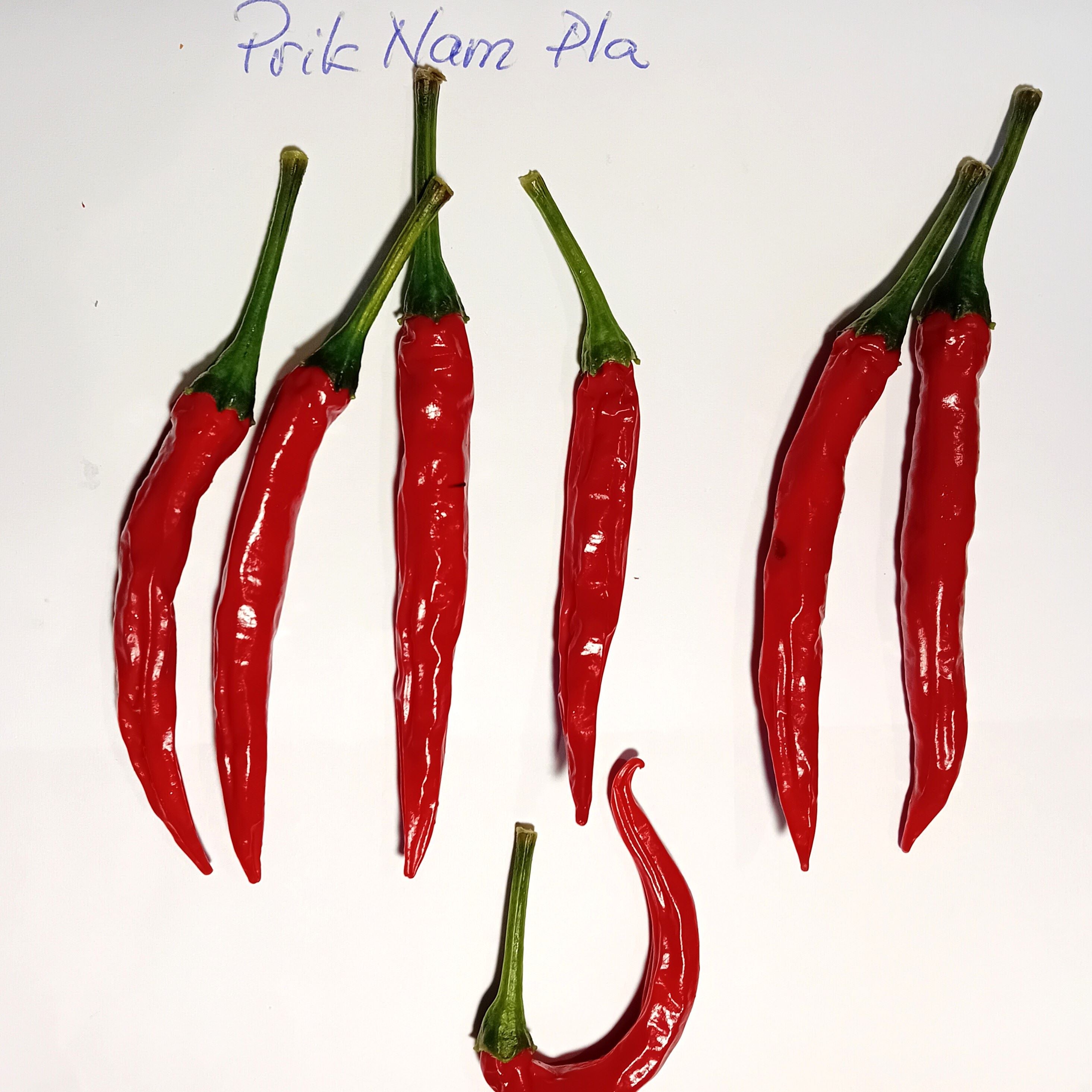 Seminţe Ardei - Prik Nam Pla