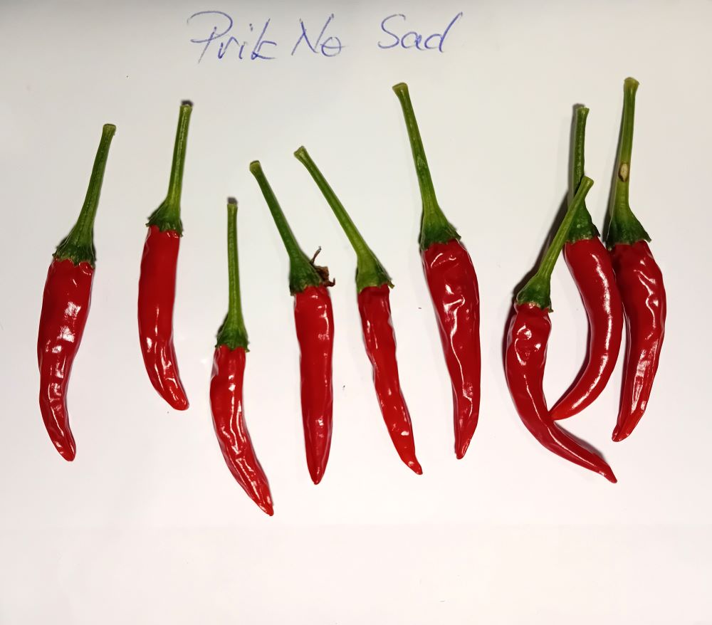 Seminţe Ardei - Prik No Sad