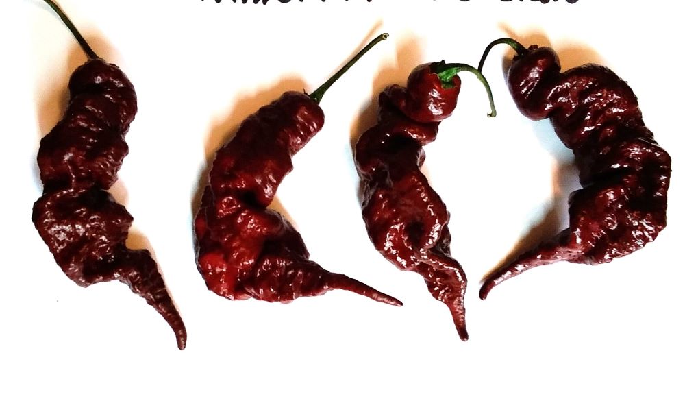 Seminţe Ardei - Primortalii Chocolate