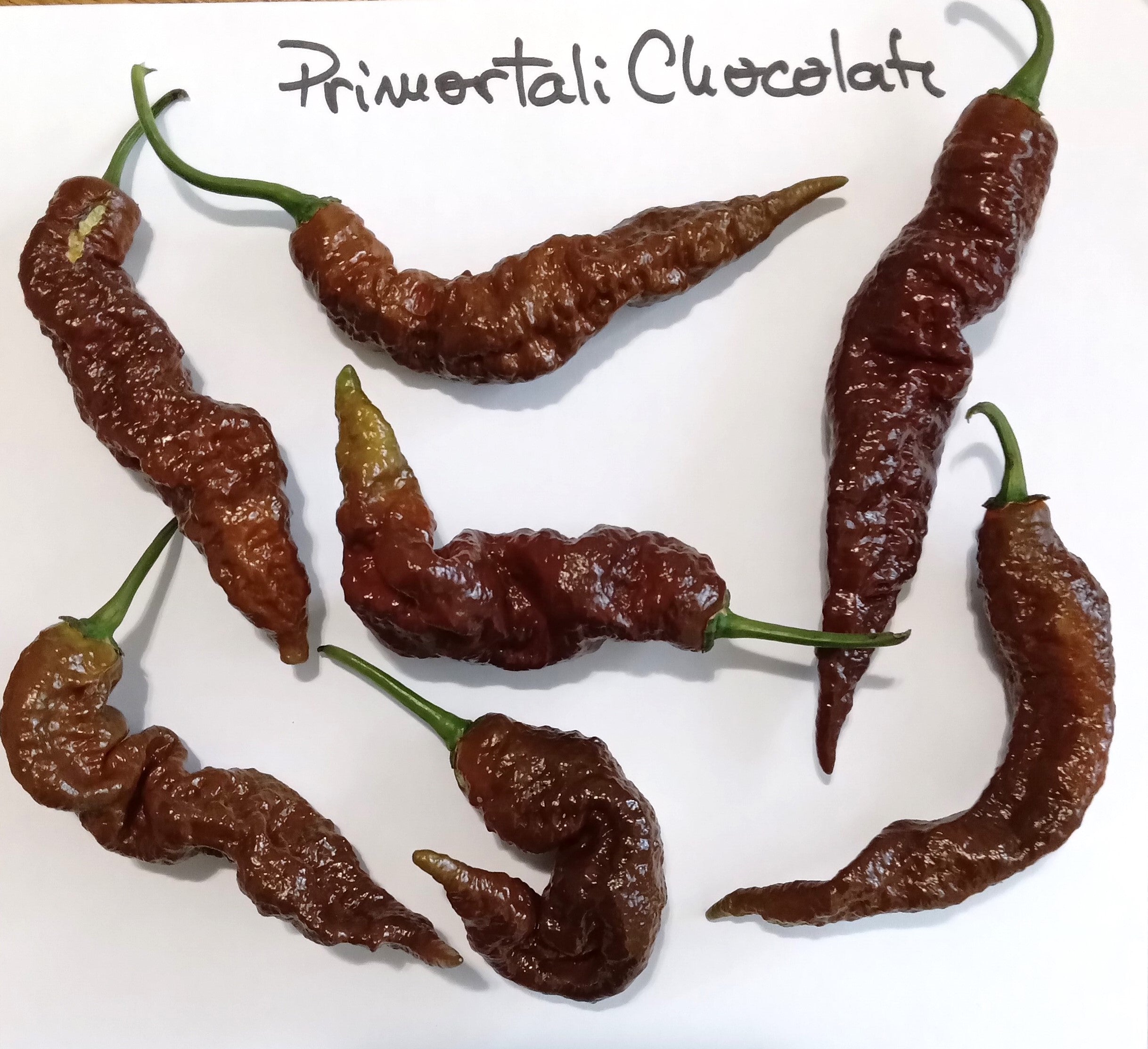 Seminţe Ardei - Primortalii Chocolate