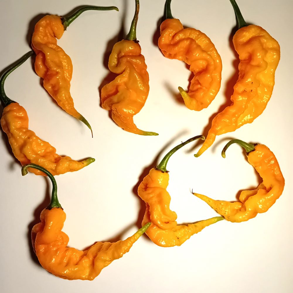 Seminţe Ardei - Primortalii Golden