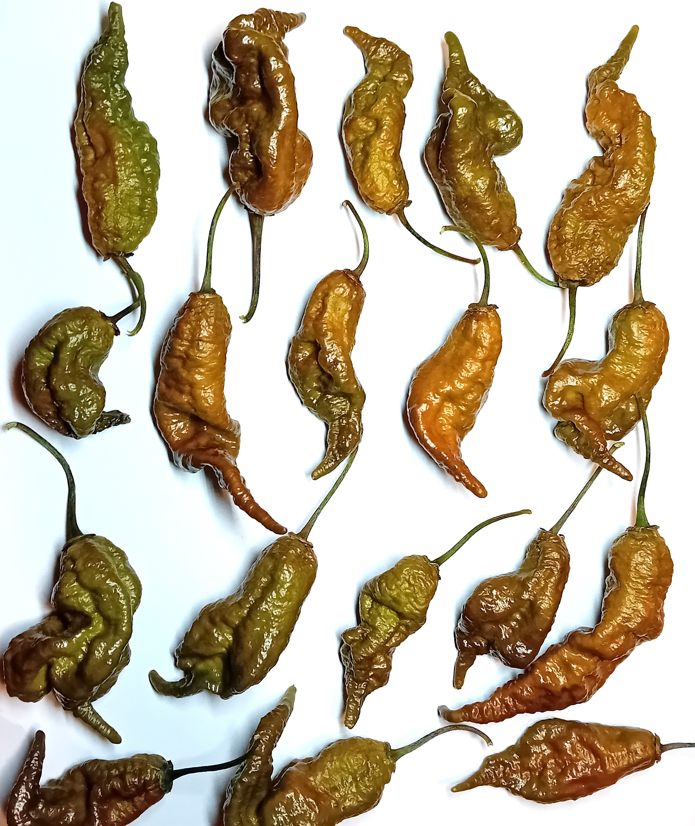 Seminţe Ardei - Primortalii Mustard