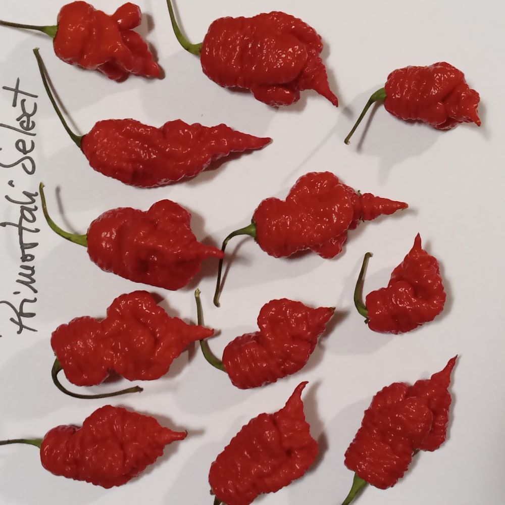 Seminţe Ardei - Primortalii Select