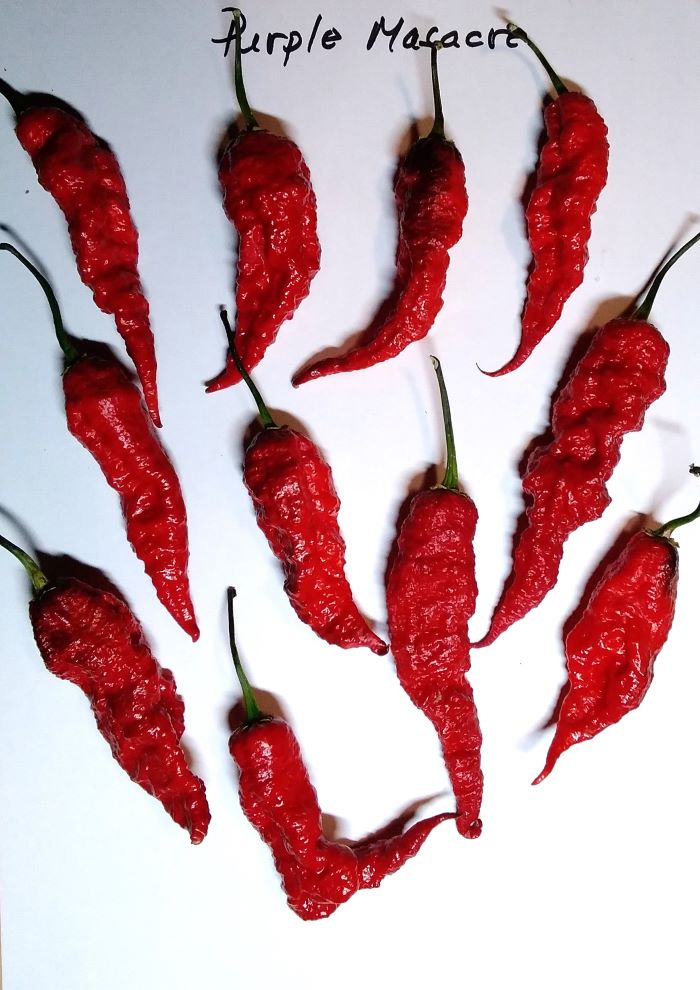 Seminţe Ardei - Purple Masacre Red