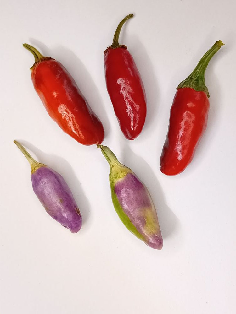 Seminţe Ardei - Purple Pearl