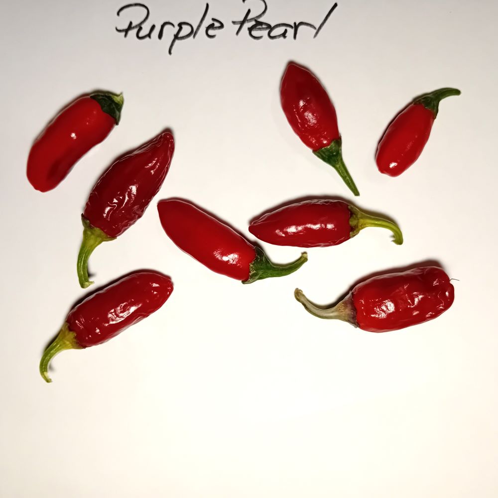 Seminţe Ardei - Purple Pearl