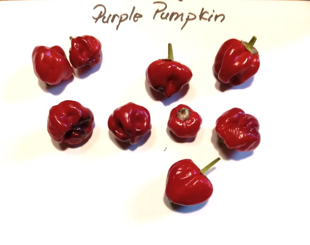Seminţe Ardei - Purple Pumpkin