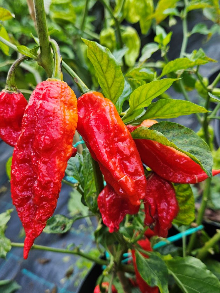 Seminţe Ardei - Raja Mirch