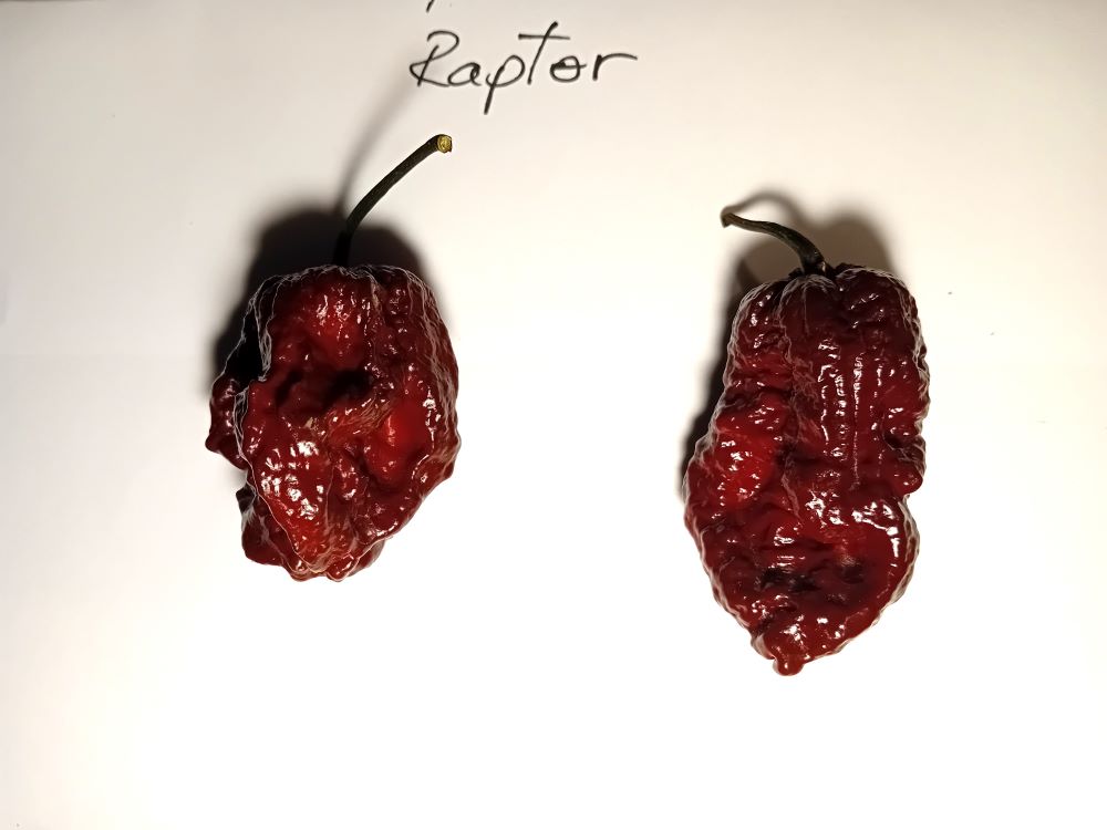 Seminţe Ardei - Raptor