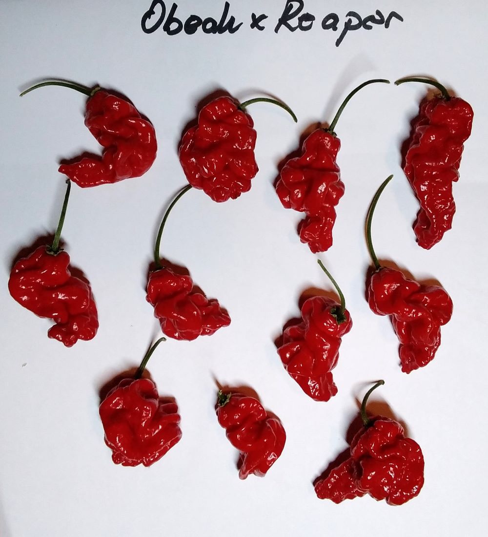 Seminţe Ardei - Obeah x Reaper