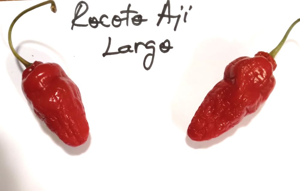 Seminţe Ardei - Rocoto Aji Largo Red