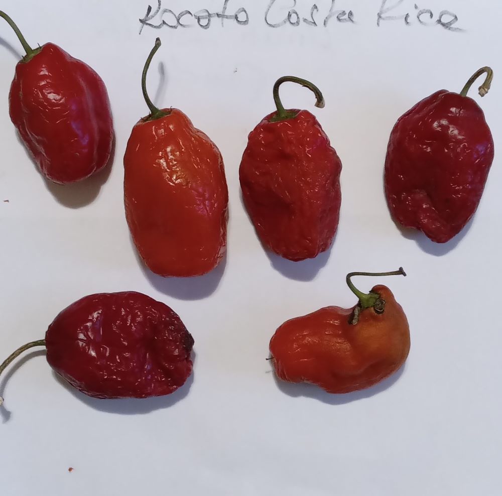 Seminţe Ardei - Rocoto Costa Rica Red